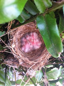 New born birds in a nest A bird's nest with new born birds
