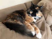 When My Cat Died and Came Back to Life, I Did What Any Writer Would Do When My Cat Died and Came Back to Life, I Did What Any Writer Would Do